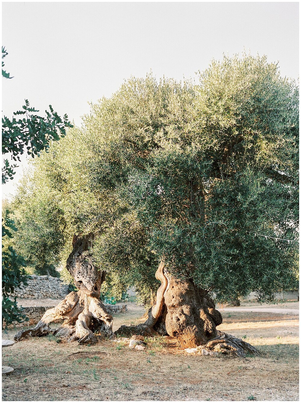  Ancient olive trees at Masseria Spina Puglia wedding venue in Monopoli 